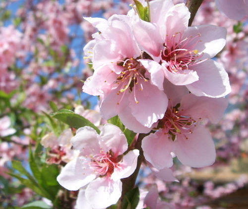 星座桃花运 星座桃花运