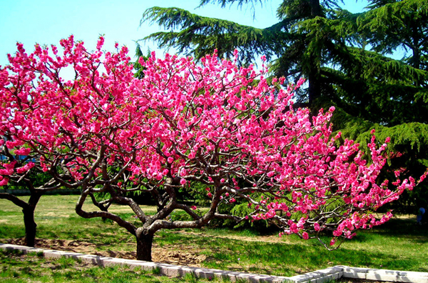 星座桃花运 星座桃花运