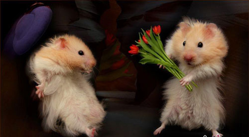 星座桃花运 星座桃花运