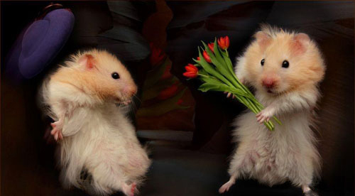 12星座表白的禁忌 12星座表白的禁忌