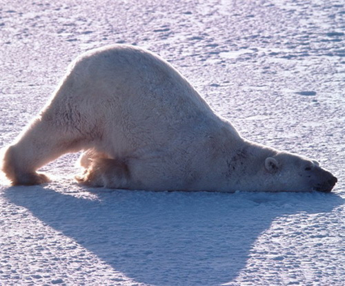 啥恋爱星座擅长冬眠式