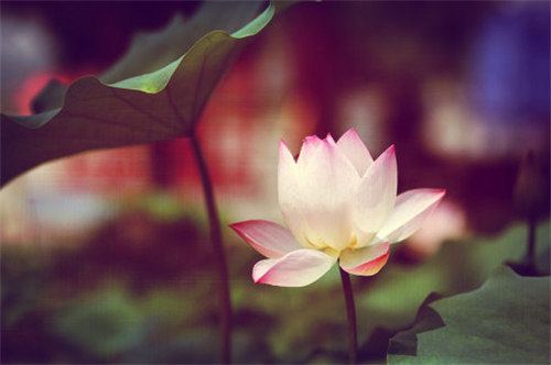 12生肖的改命方法 12生肖的改命方法